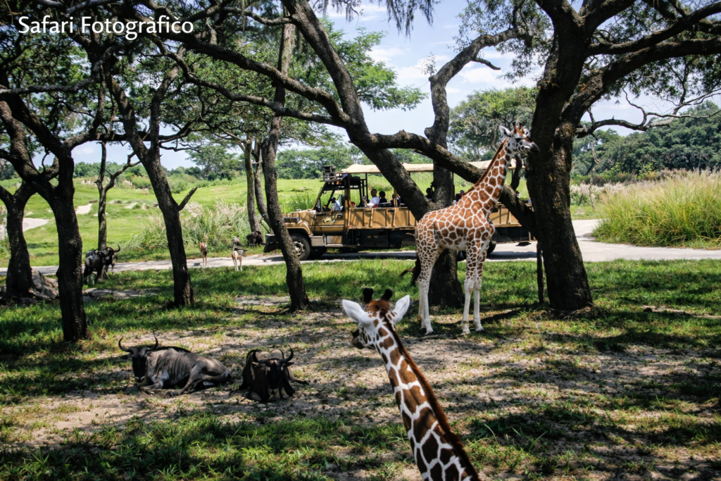 Safari africano na savana