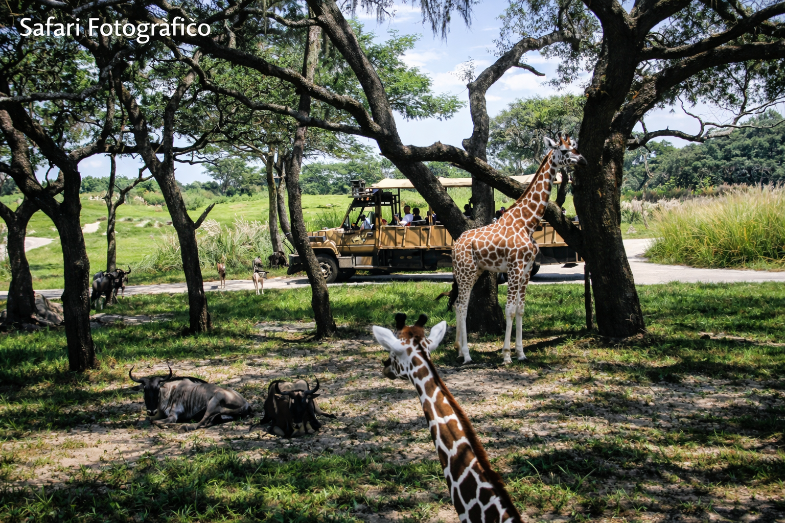 Safari africano na savana
