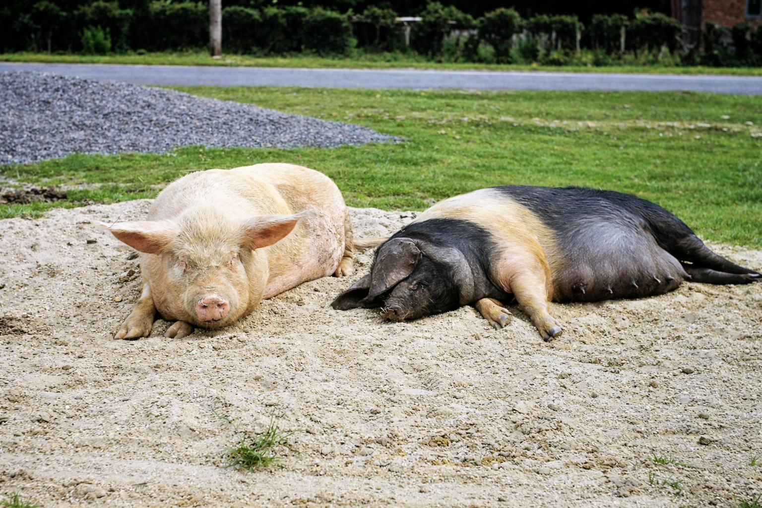 Porcos a descansar no campo
