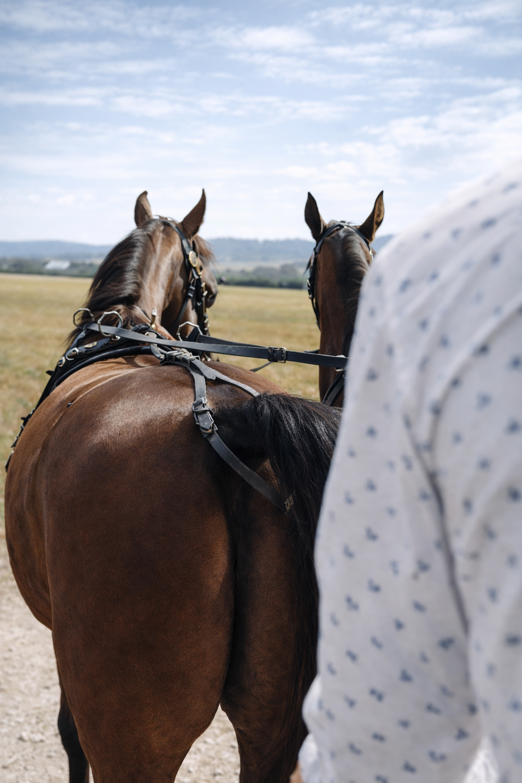 Cavalos a puxar carroça sobre o campo