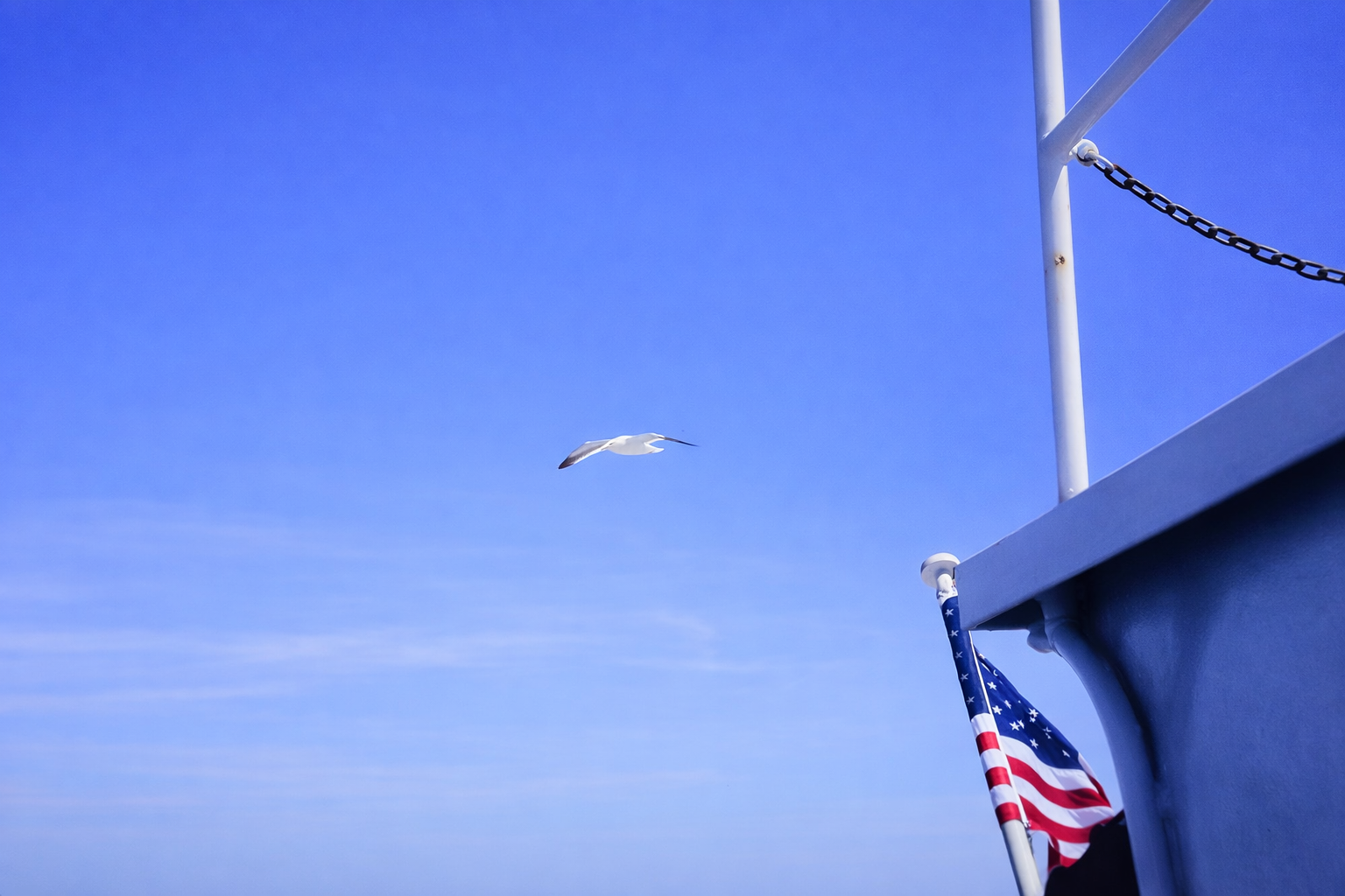 Gaivota e bandeira ao vento