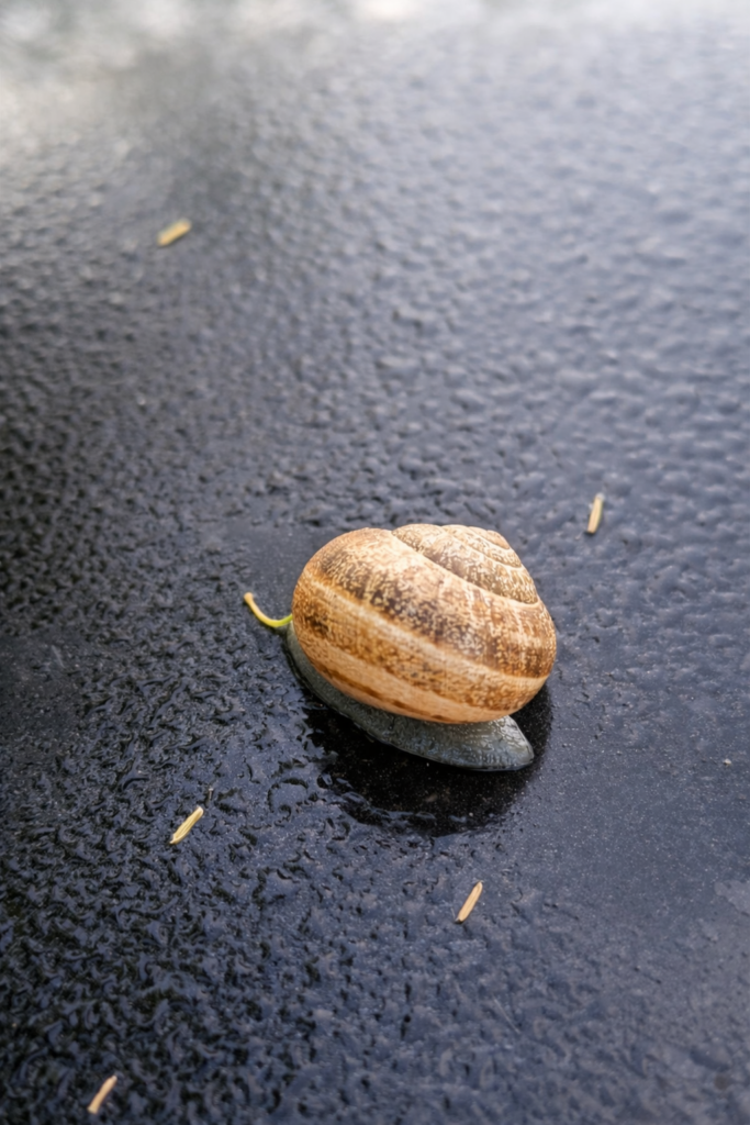 Caracol sobre superfície molhada e texturizada