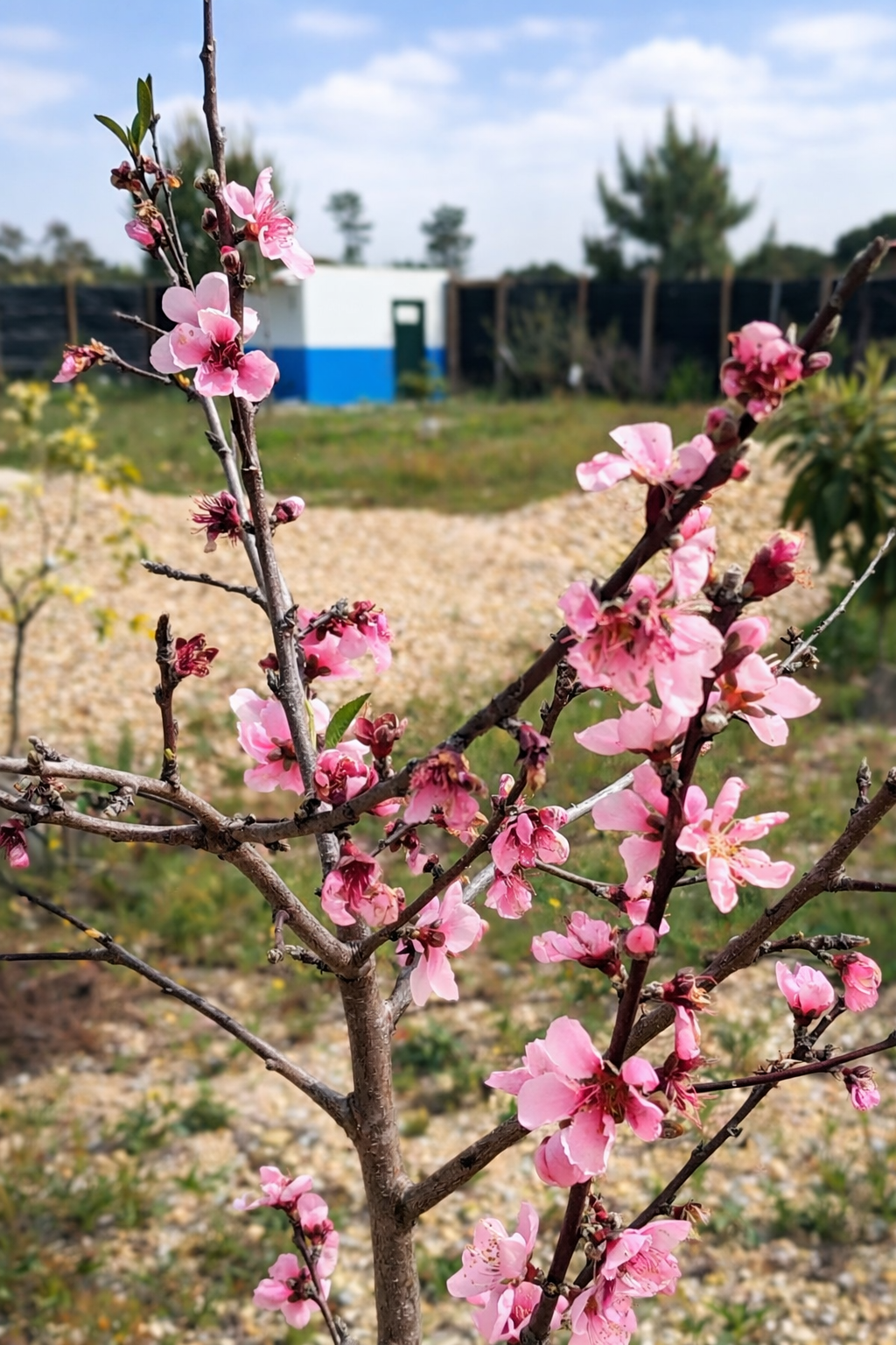 Flores de pêssego em flor