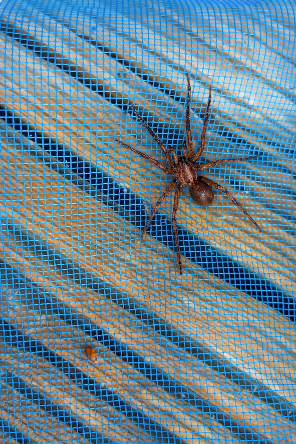 Aranha capturada em rede azul