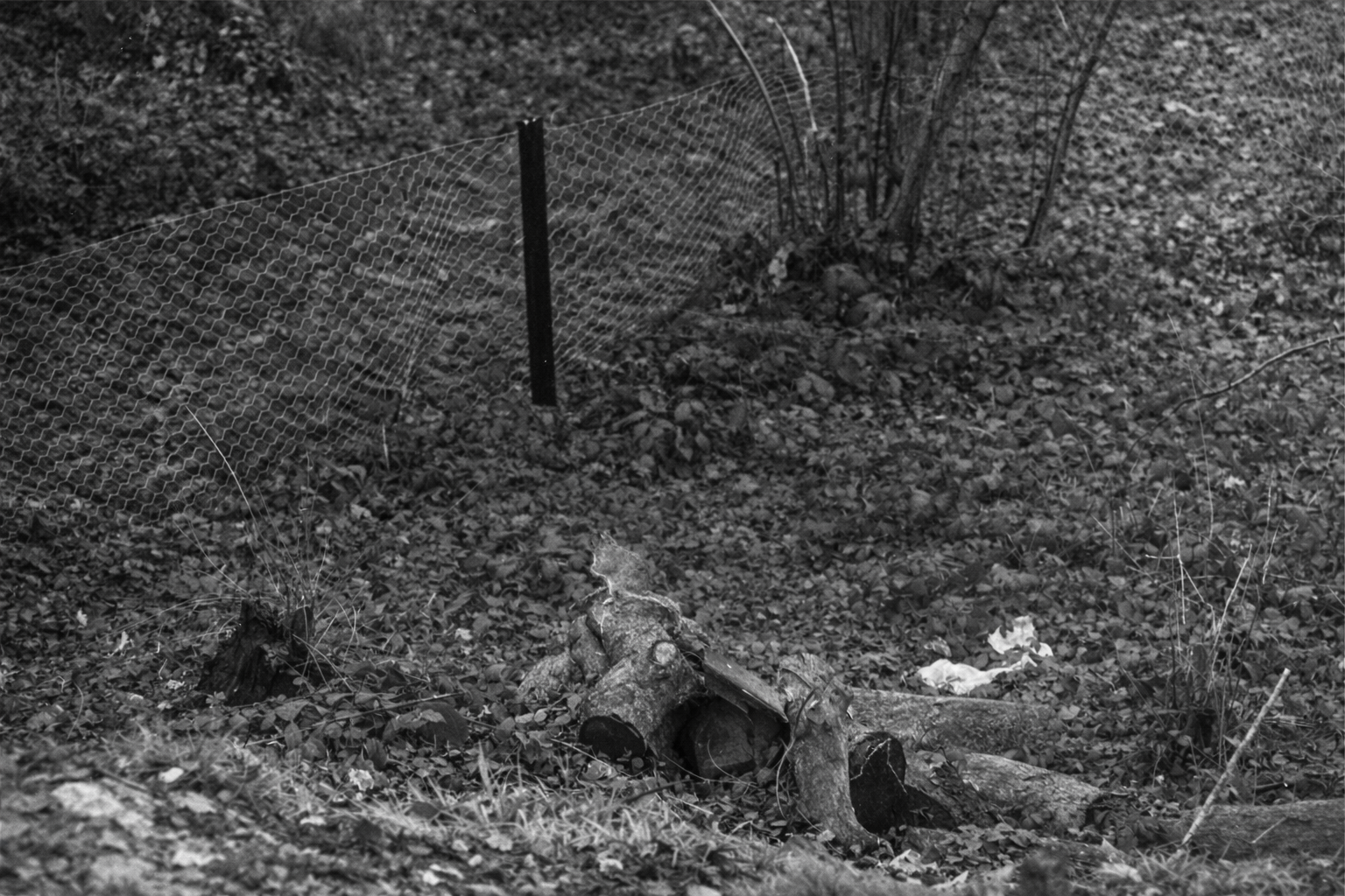 Cenário de floresta com cercado