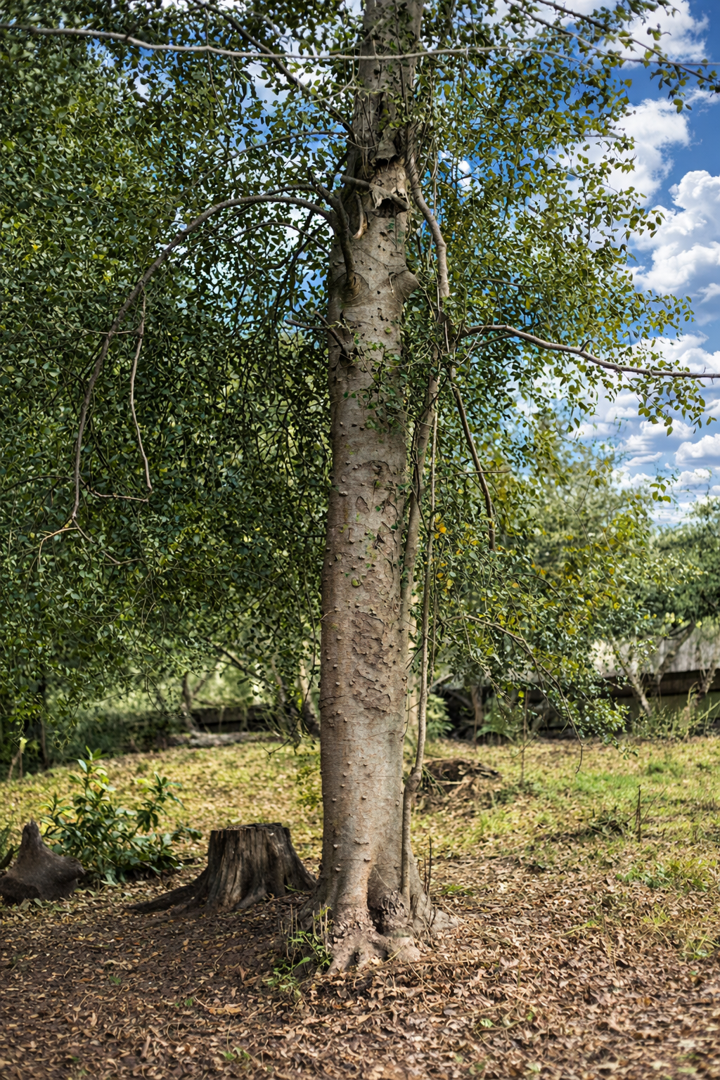 Árvore em paisagem natural com detalhes