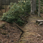 Trincheira no bosque com árvores e musgo