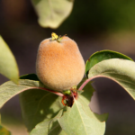 Marmelo jovem iluminado ao sol