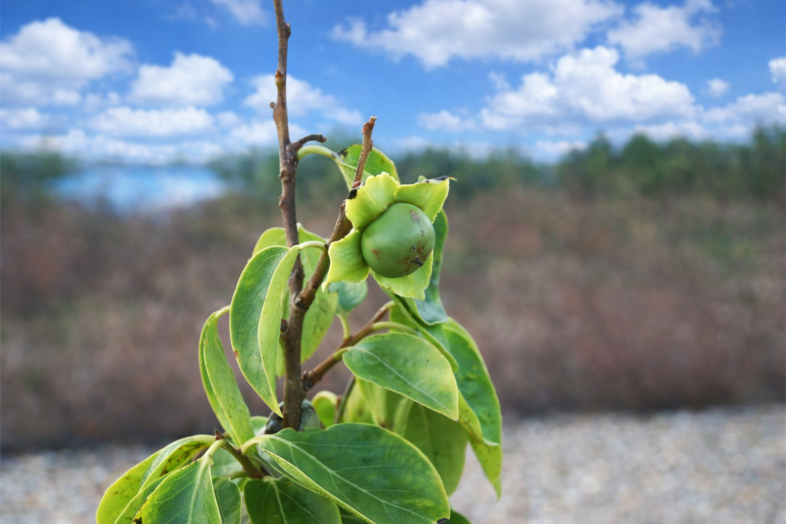 Cacho de fruta em foco nítido