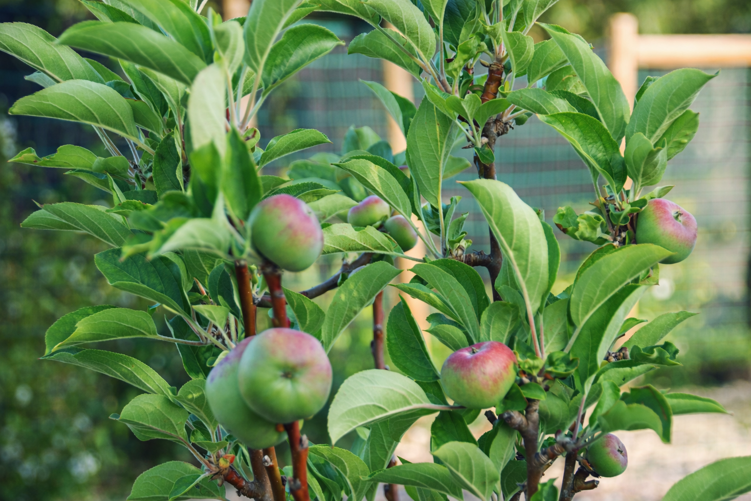Maçã jovem em árvore frutífera