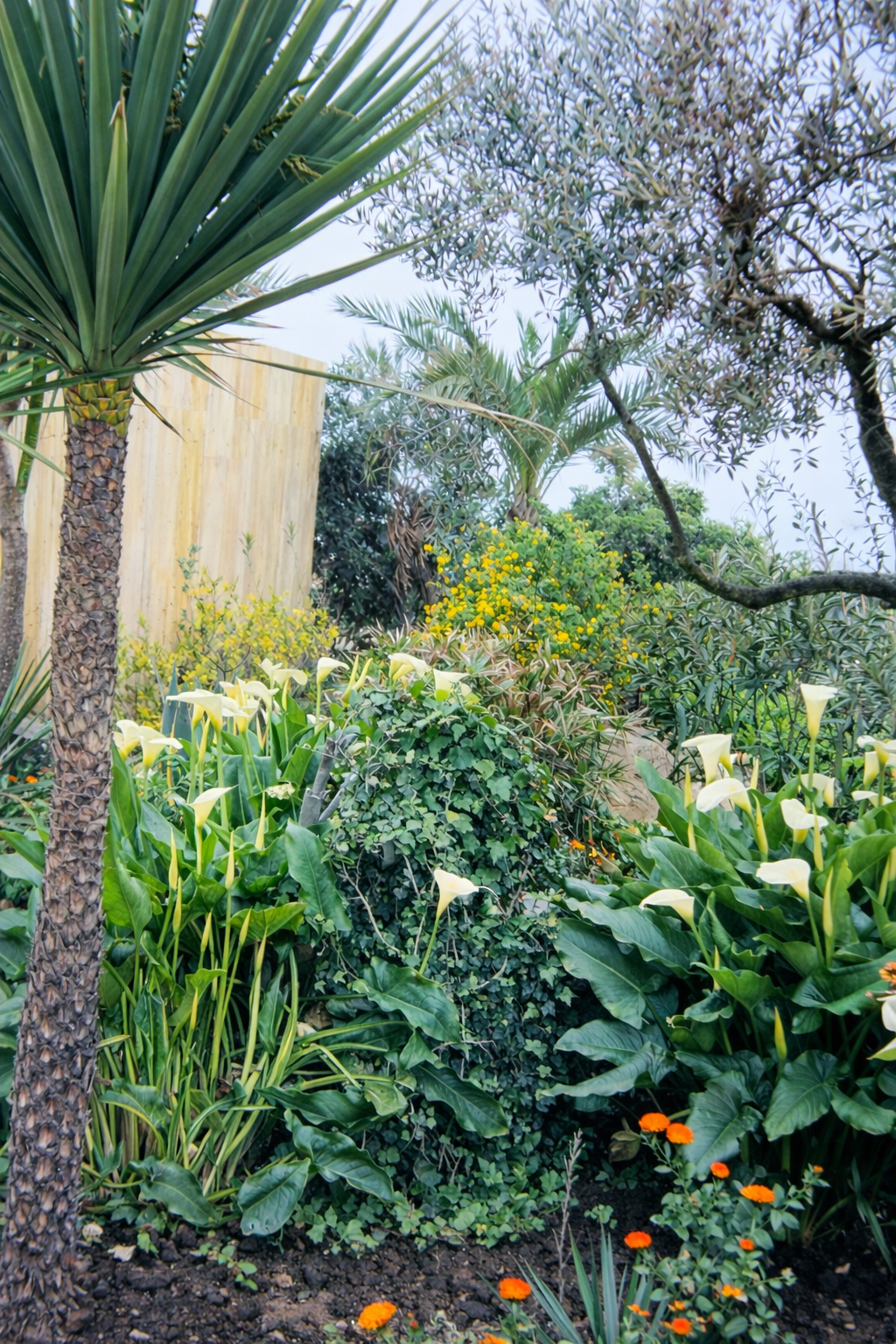 Jardim tropical em plena floração