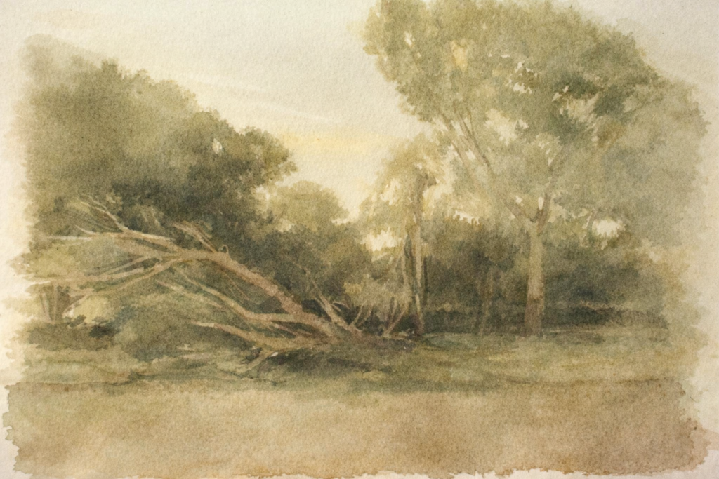 Paisagem serena com árvore caída