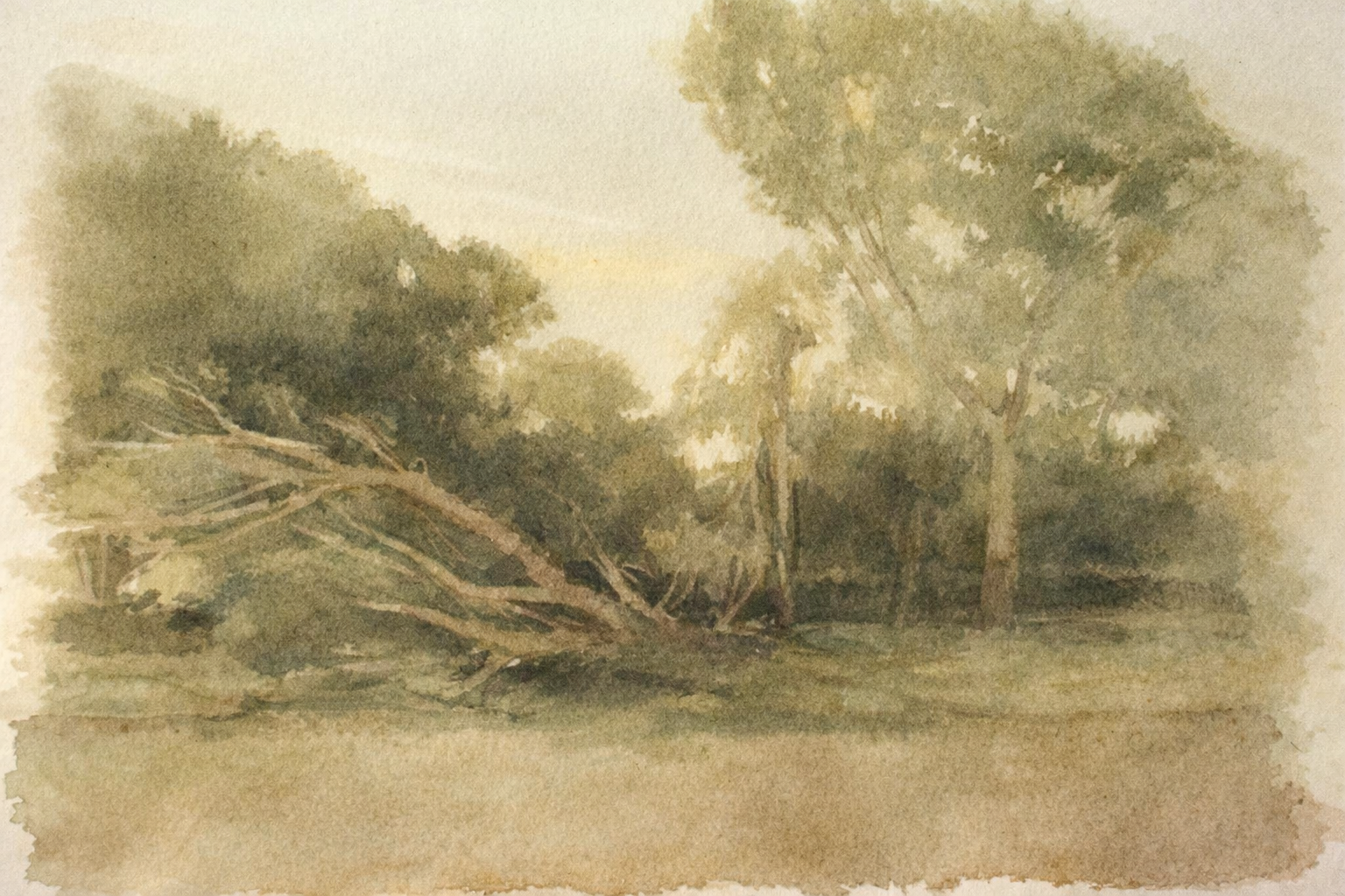 Paisagem serena com árvore caída