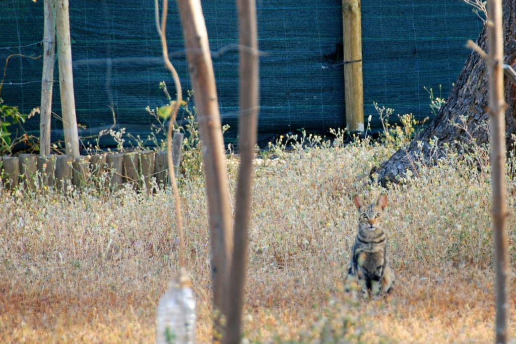 Gato no campo entre flores silvestres