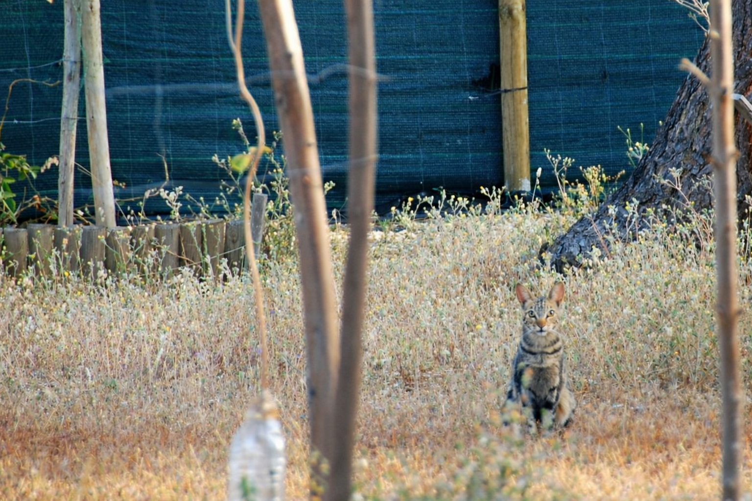 Gato no campo entre flores silvestres