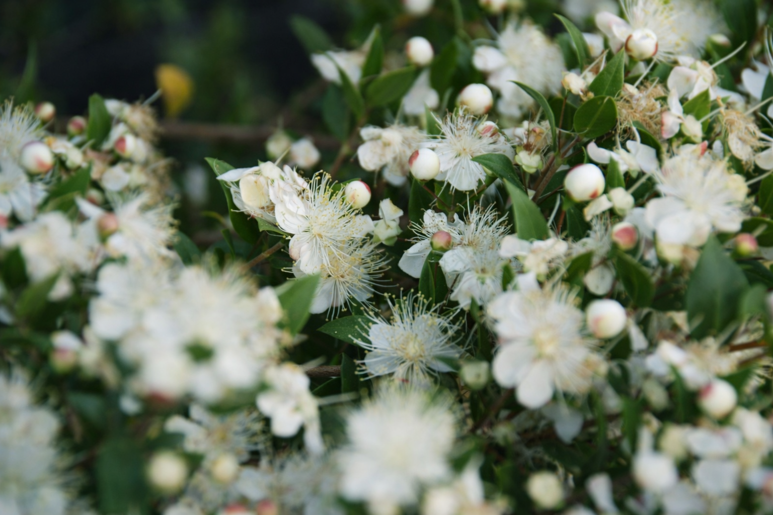 Flores brancas e botões delicados