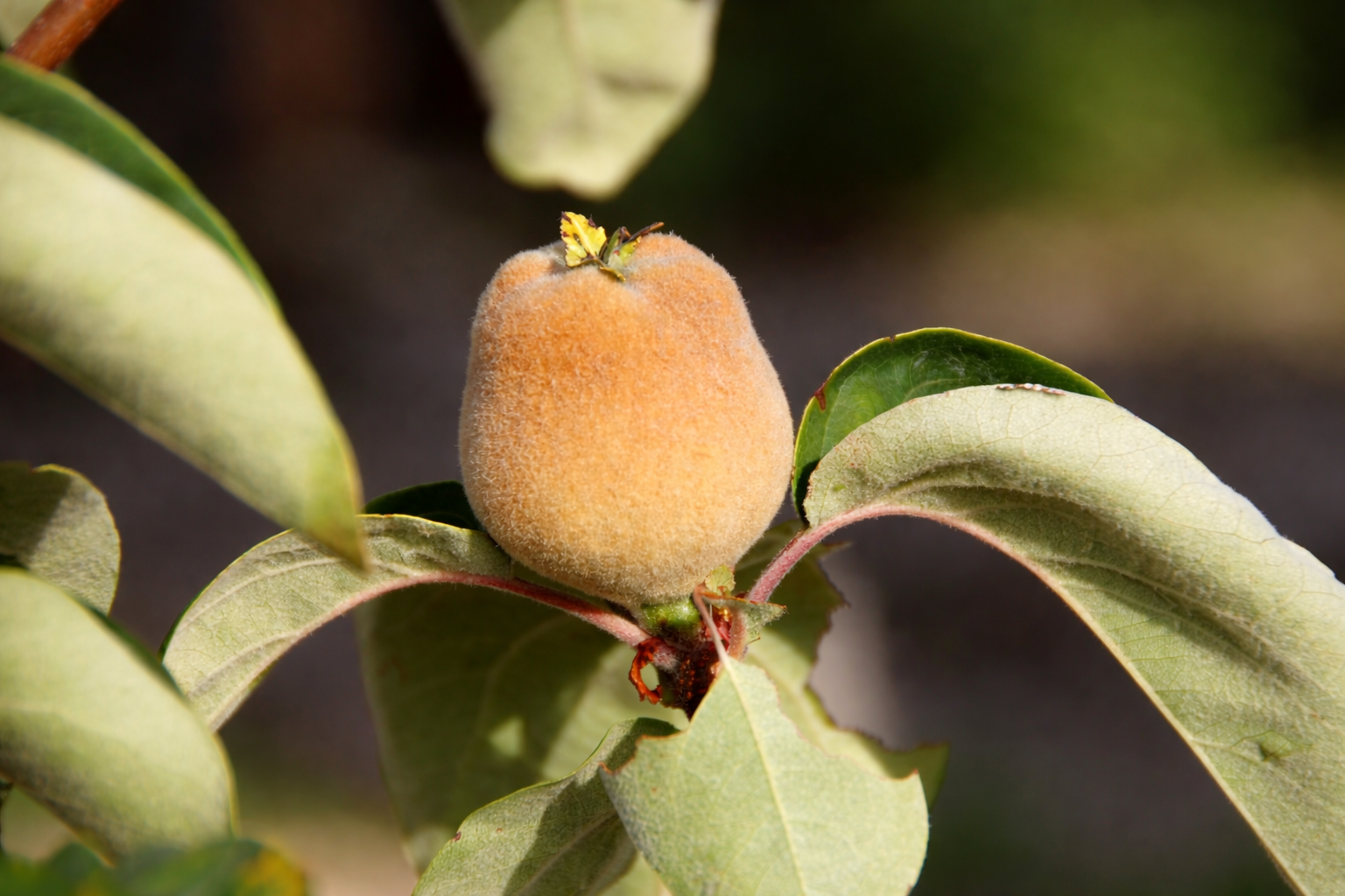 Fruto de marmelo jovem e peludo