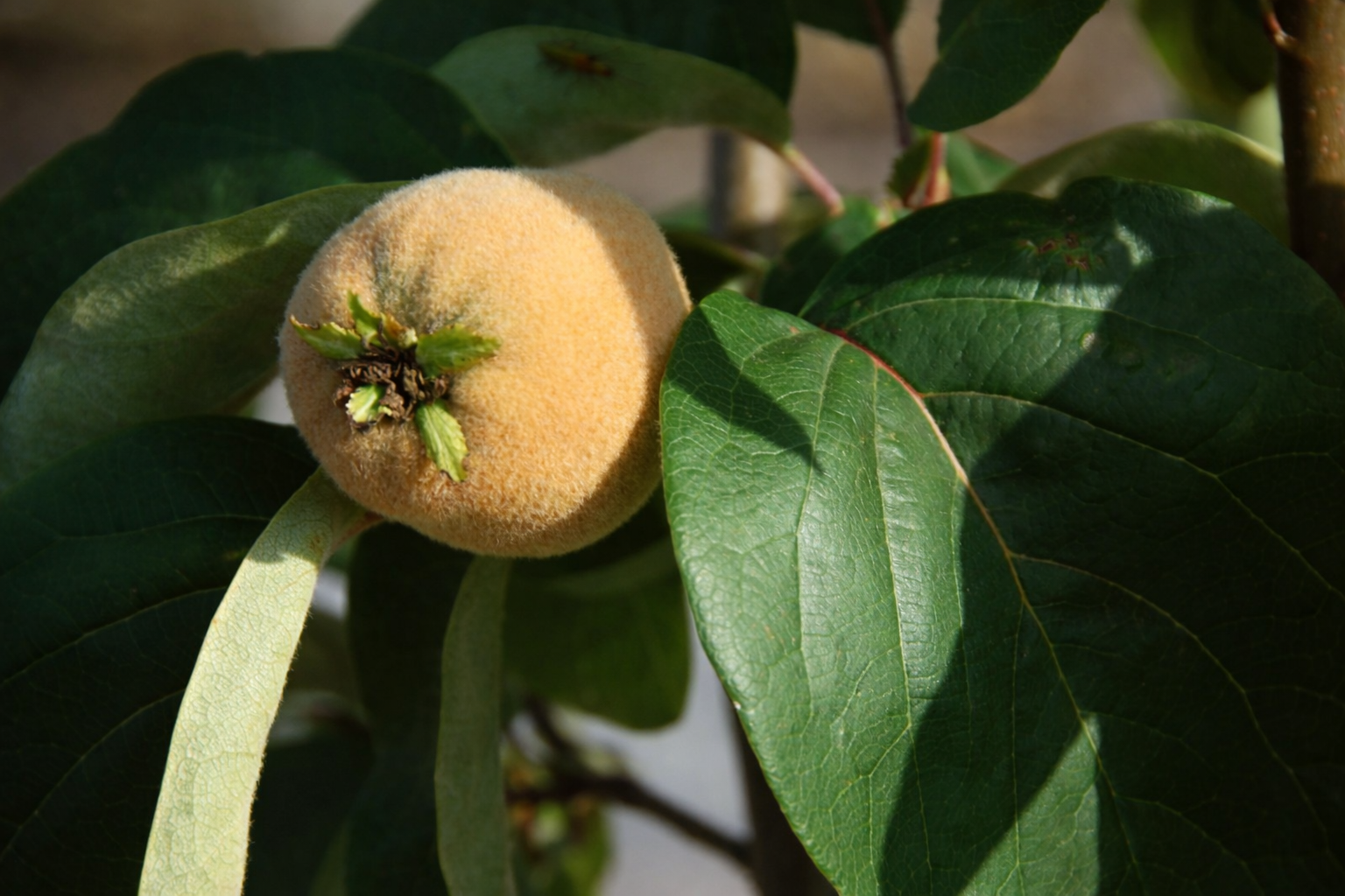 Fruto de marmelo em crescimento