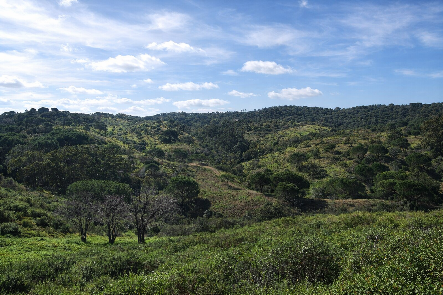Caminho sinuoso entre colinas verdes