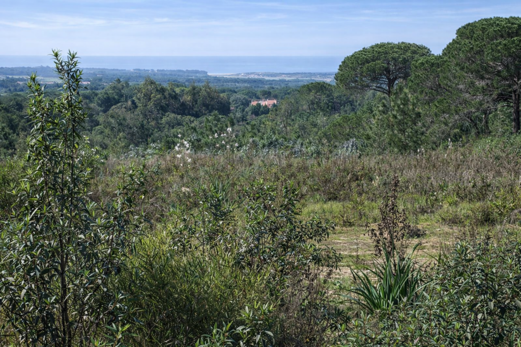 Paisagem verde com casa e costa