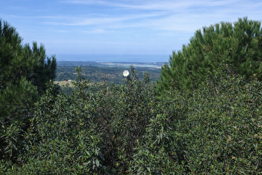 Vista panorâmica com flor em destaque