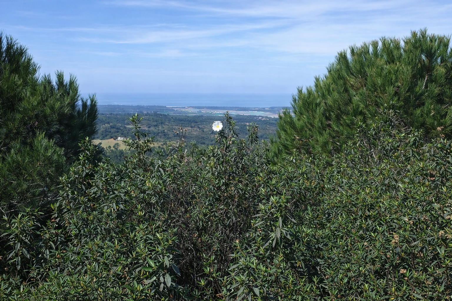 Vista panorâmica com flor em destaque