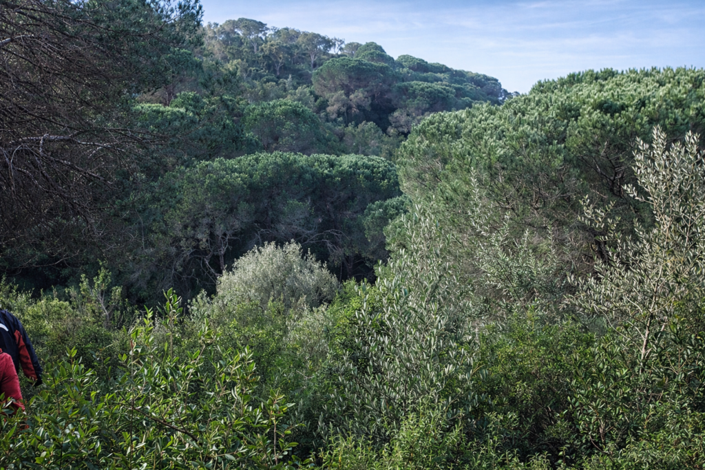 Floresta verde com pinheiros e vegetação