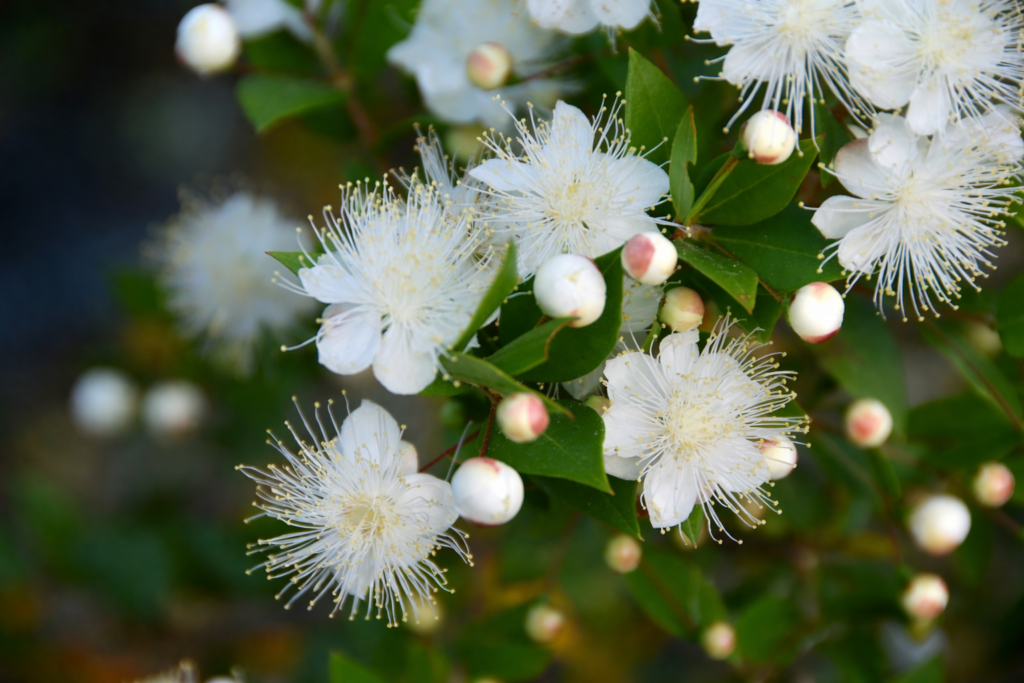 Flores de murta em pleno florescimento