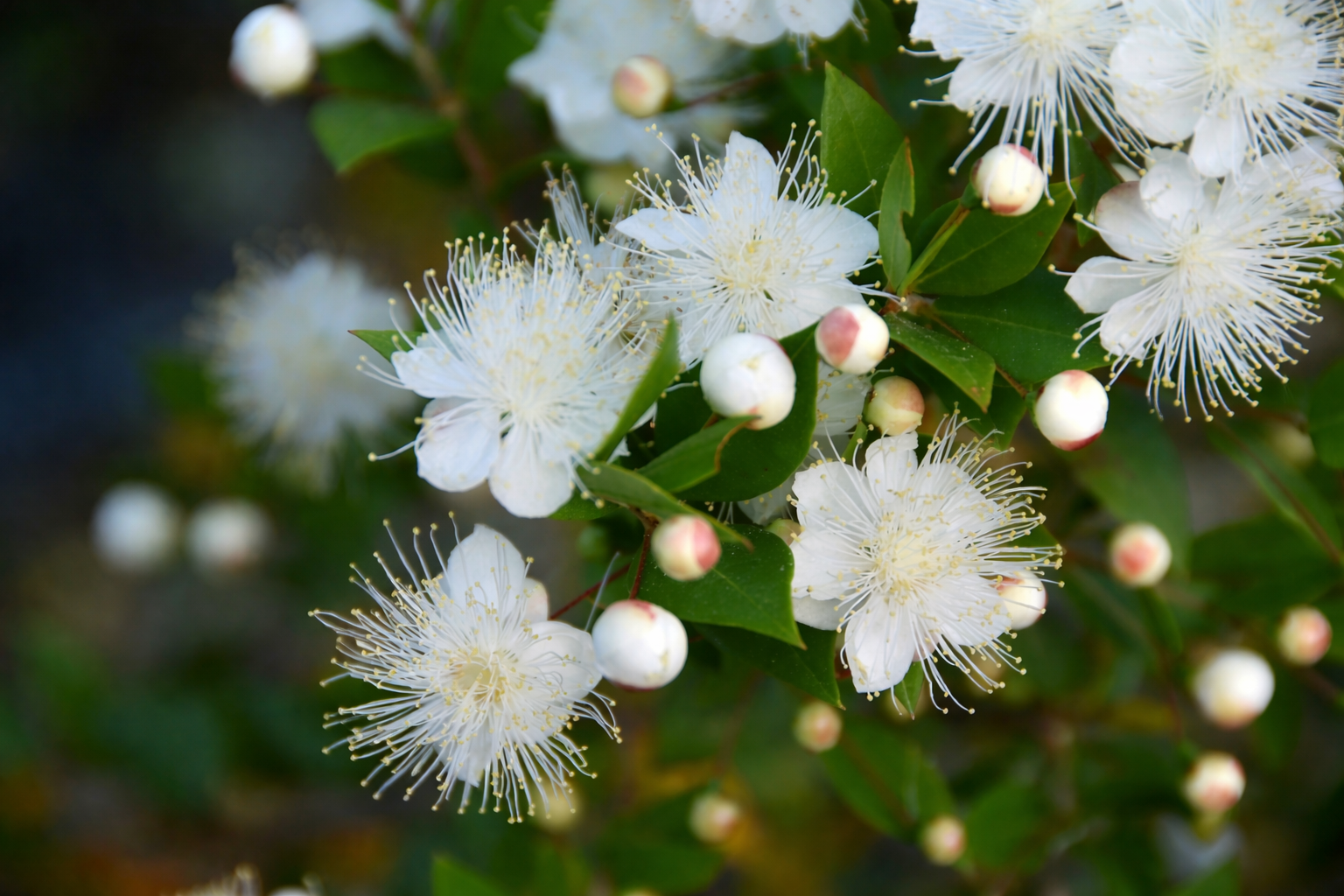 Flores de murta em pleno florescimento