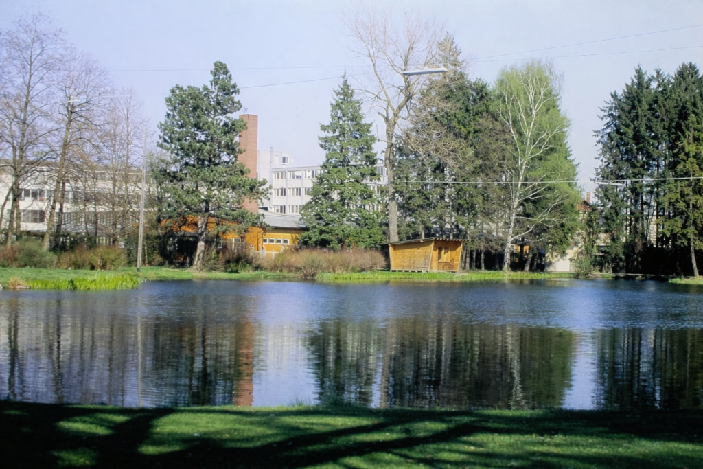 Reflexos tranquilos num parque urbano