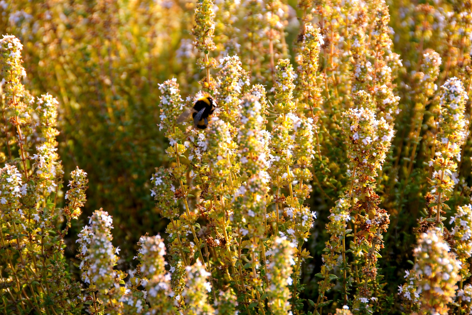 Abelha à procura de néctar nas flores