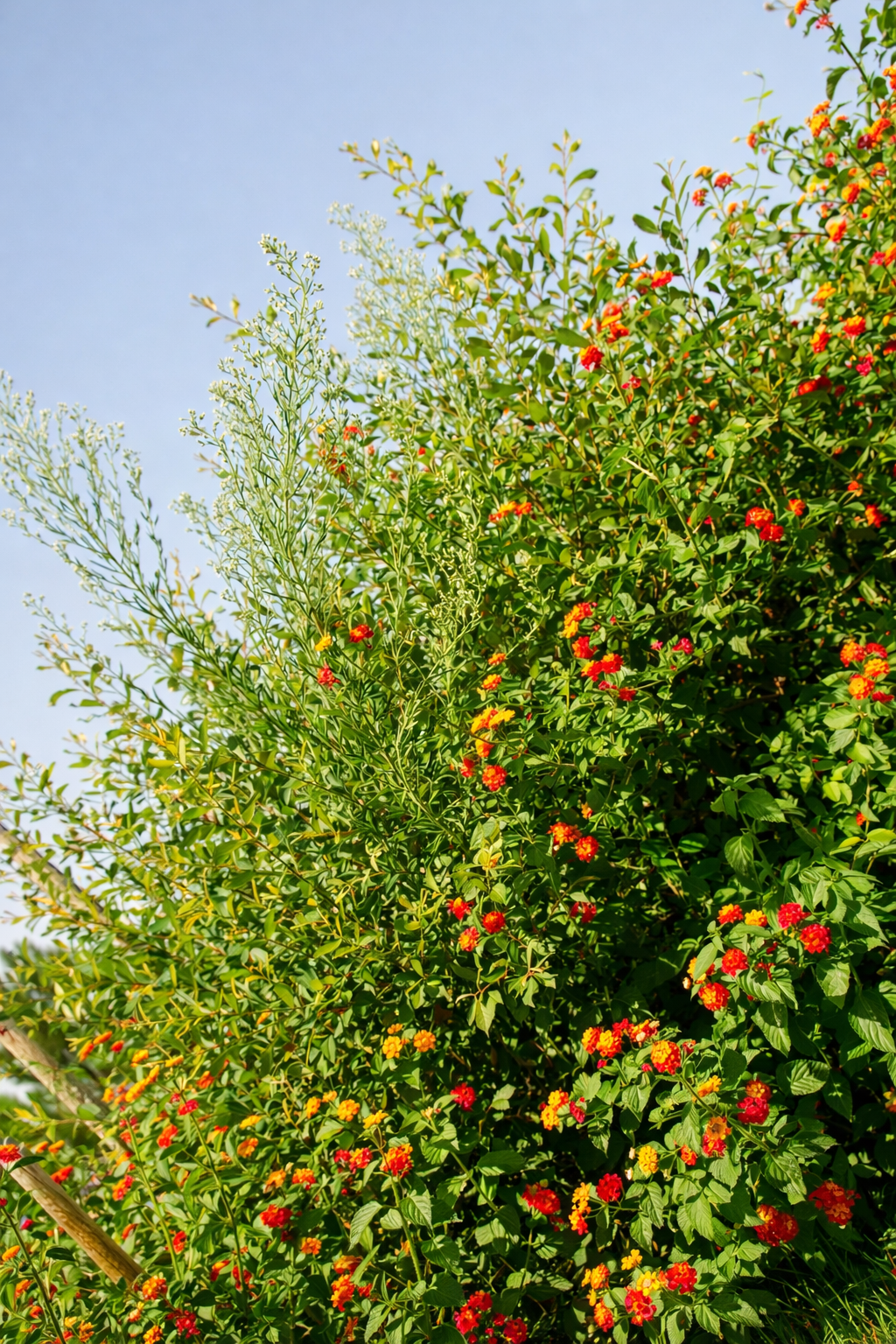 Jardim vibrante sob luz do sol