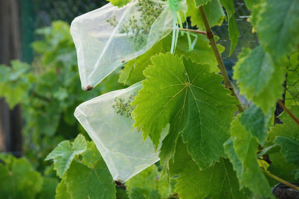 Ramos de uvas protegido por redes