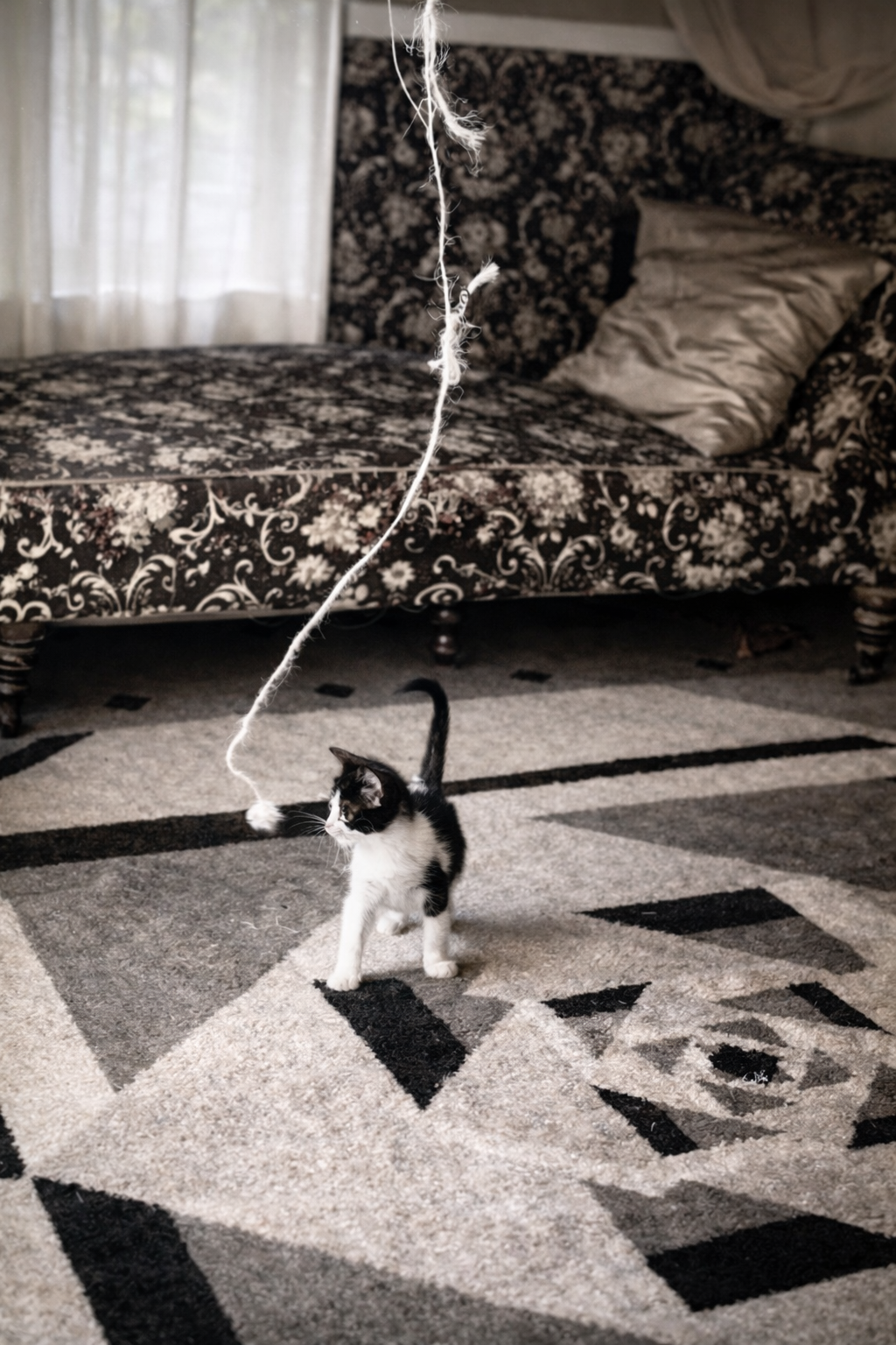 Gatinho brincando com fio suspenso