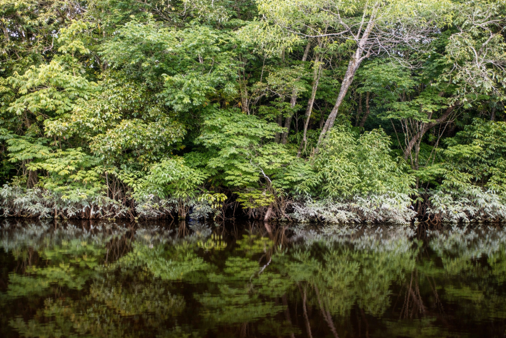 Floresta tropical refletida no rio