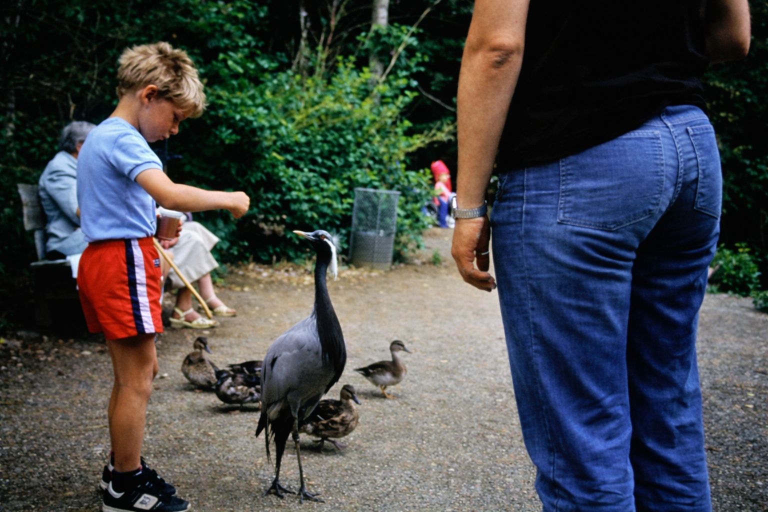 Menino alimenta aves no parque