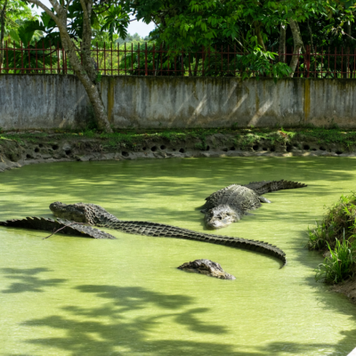 Crocodilos no viveiro tropical