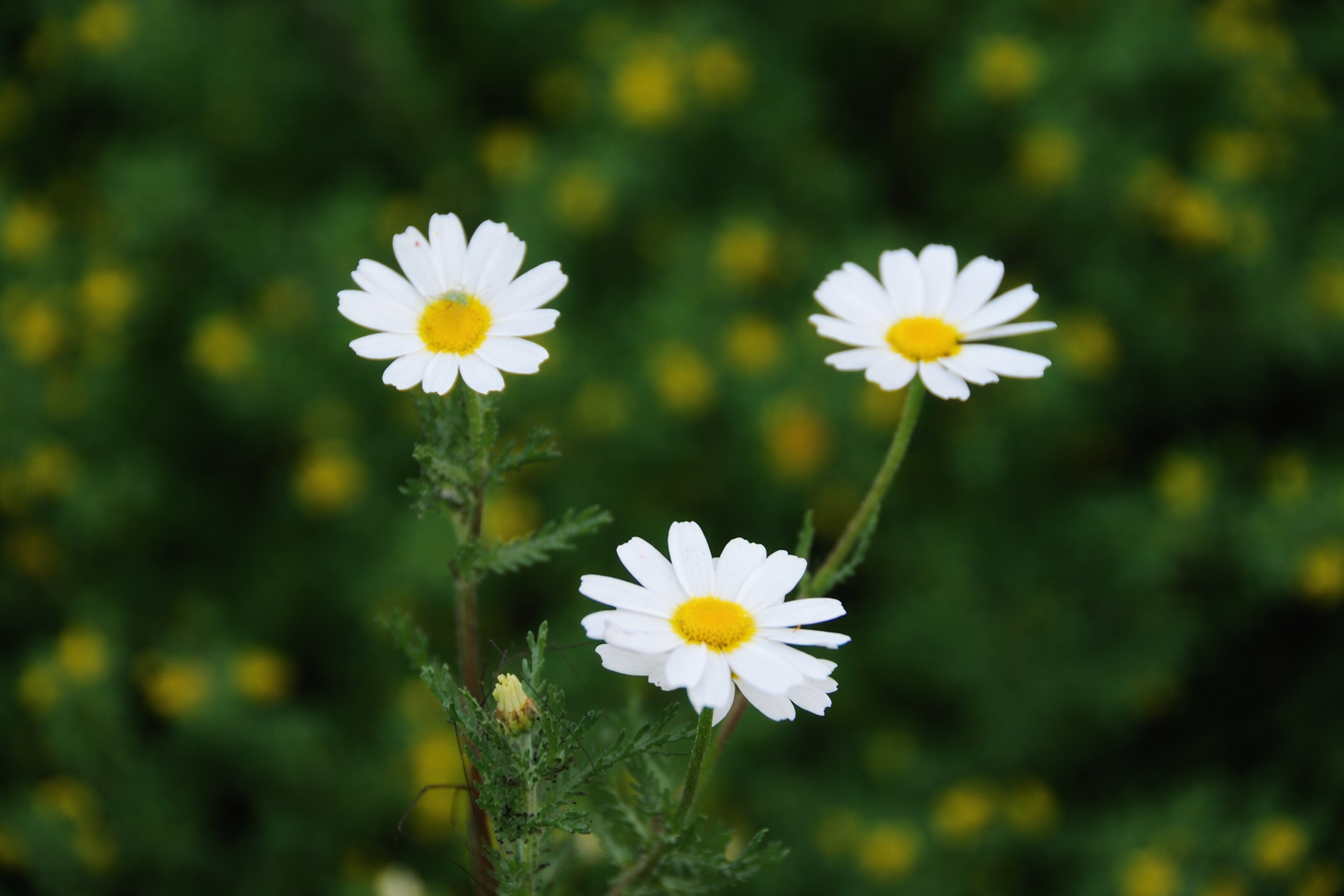Margaridas em foco contra a natureza