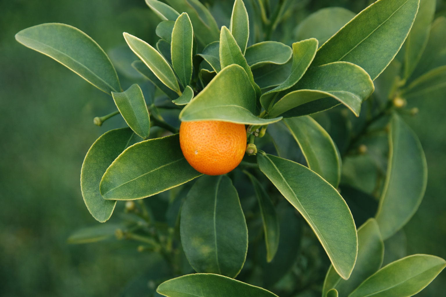 Fruto de laranja entre folhas verdes