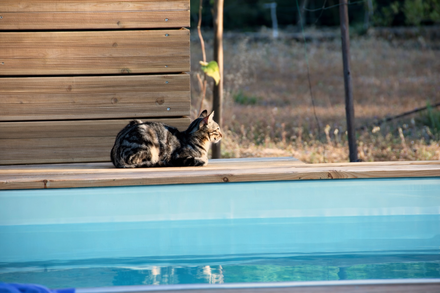Gato deitado à beira da piscina
