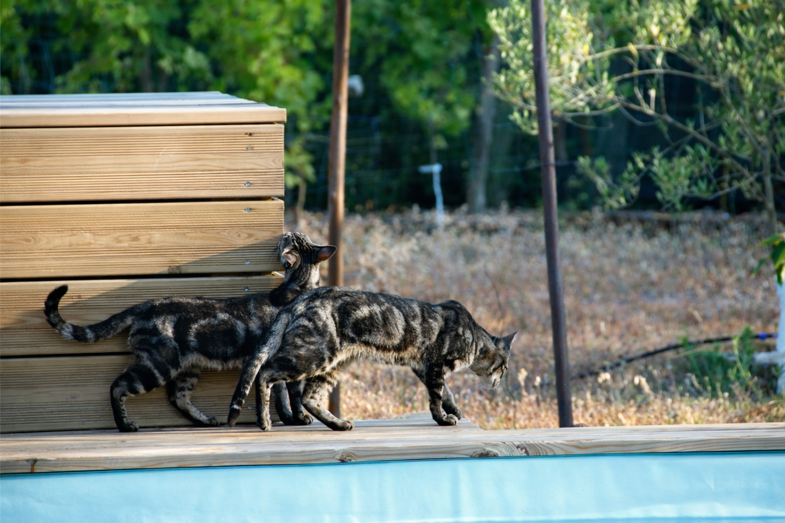 Gatos a patrulhar à beira da piscina
