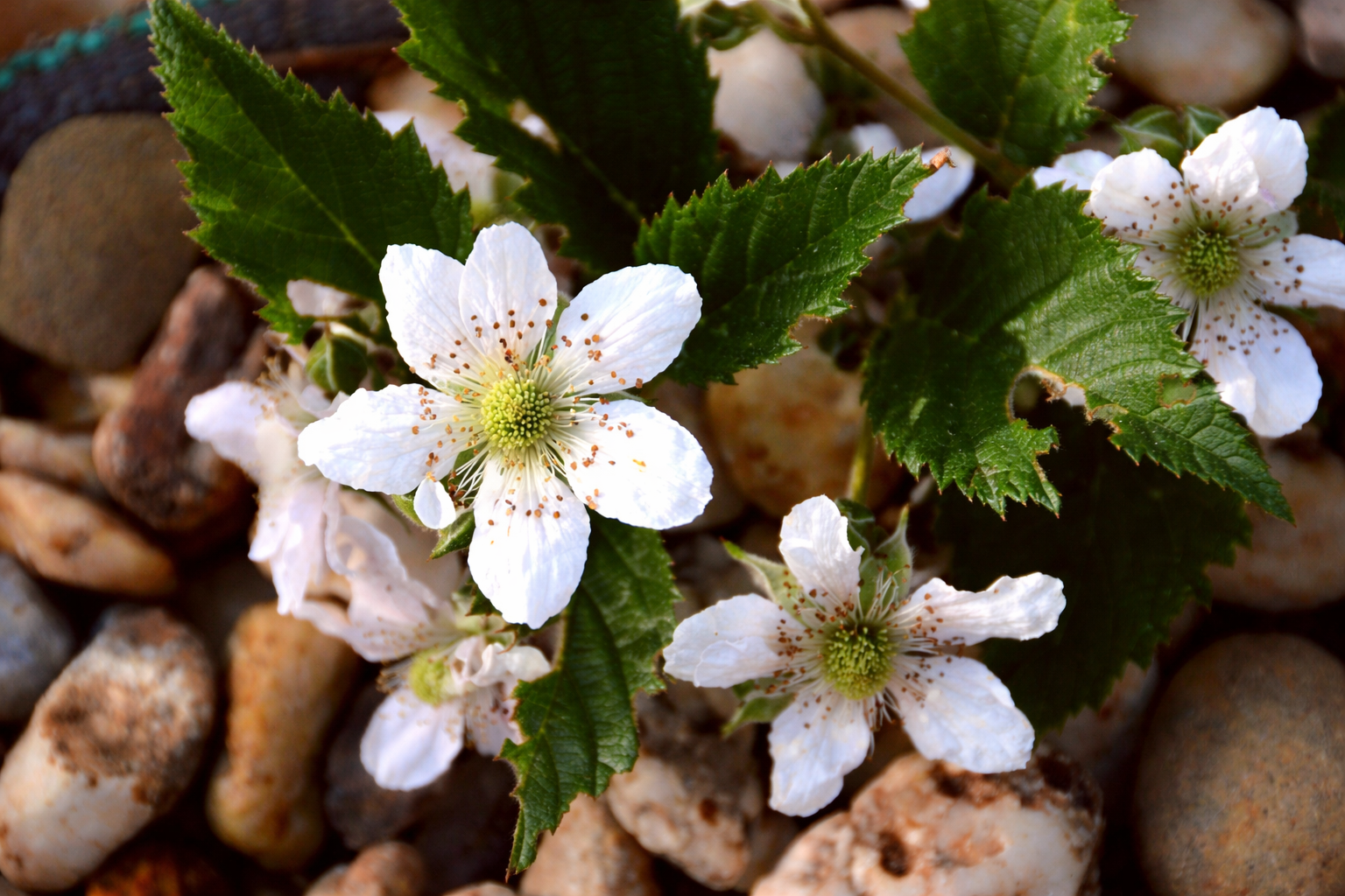 Flores de amor-perfeito entre pedras