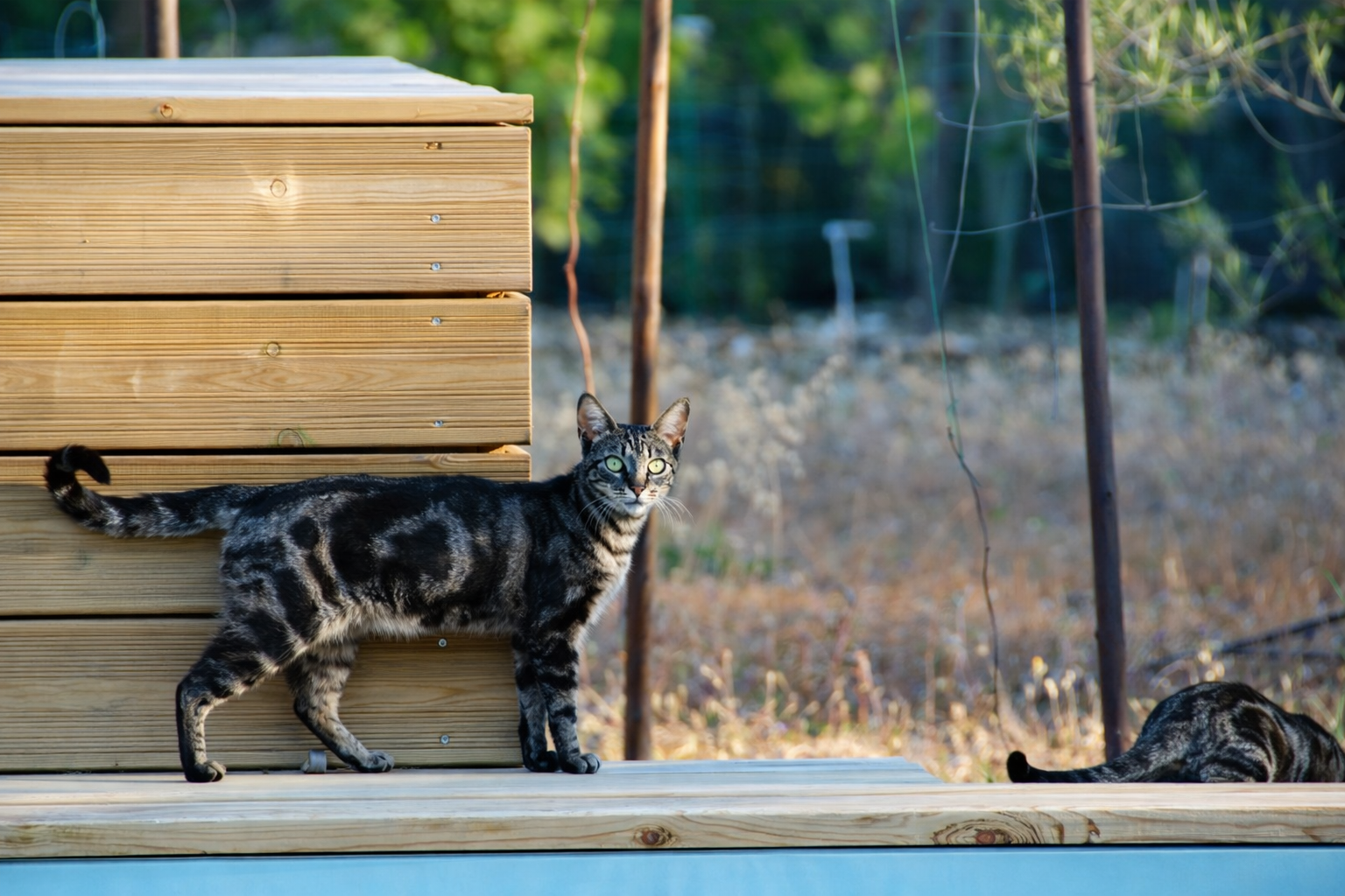 Gato tabby ao fim da tarde