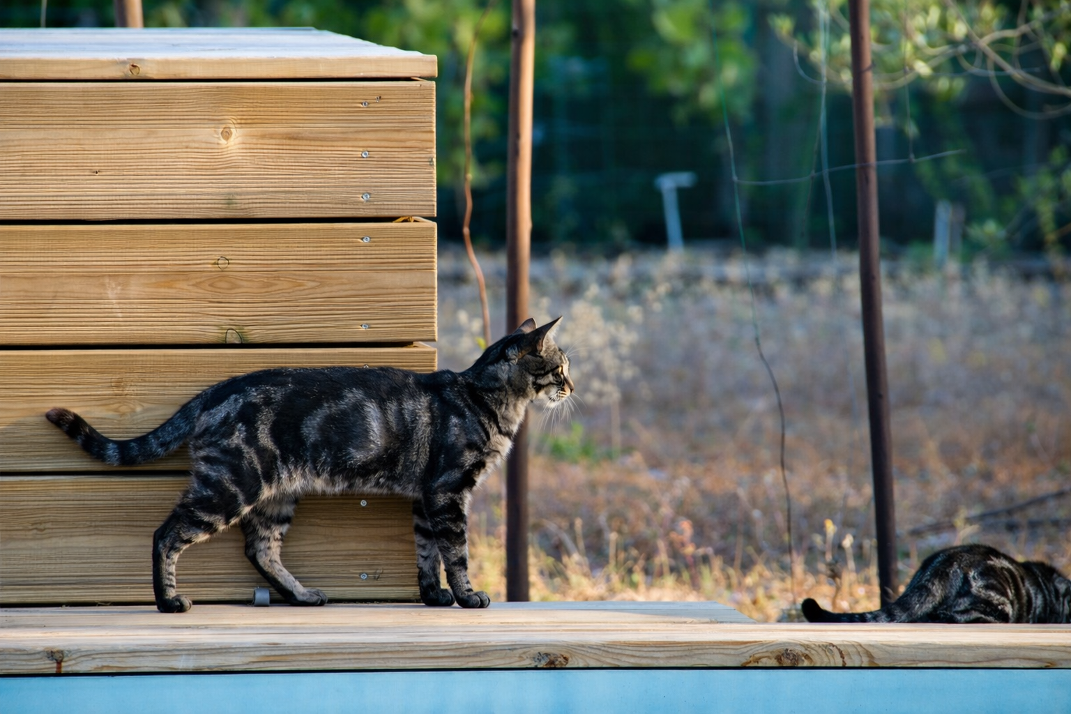 Gato tabby ao lado de caixas de madeira