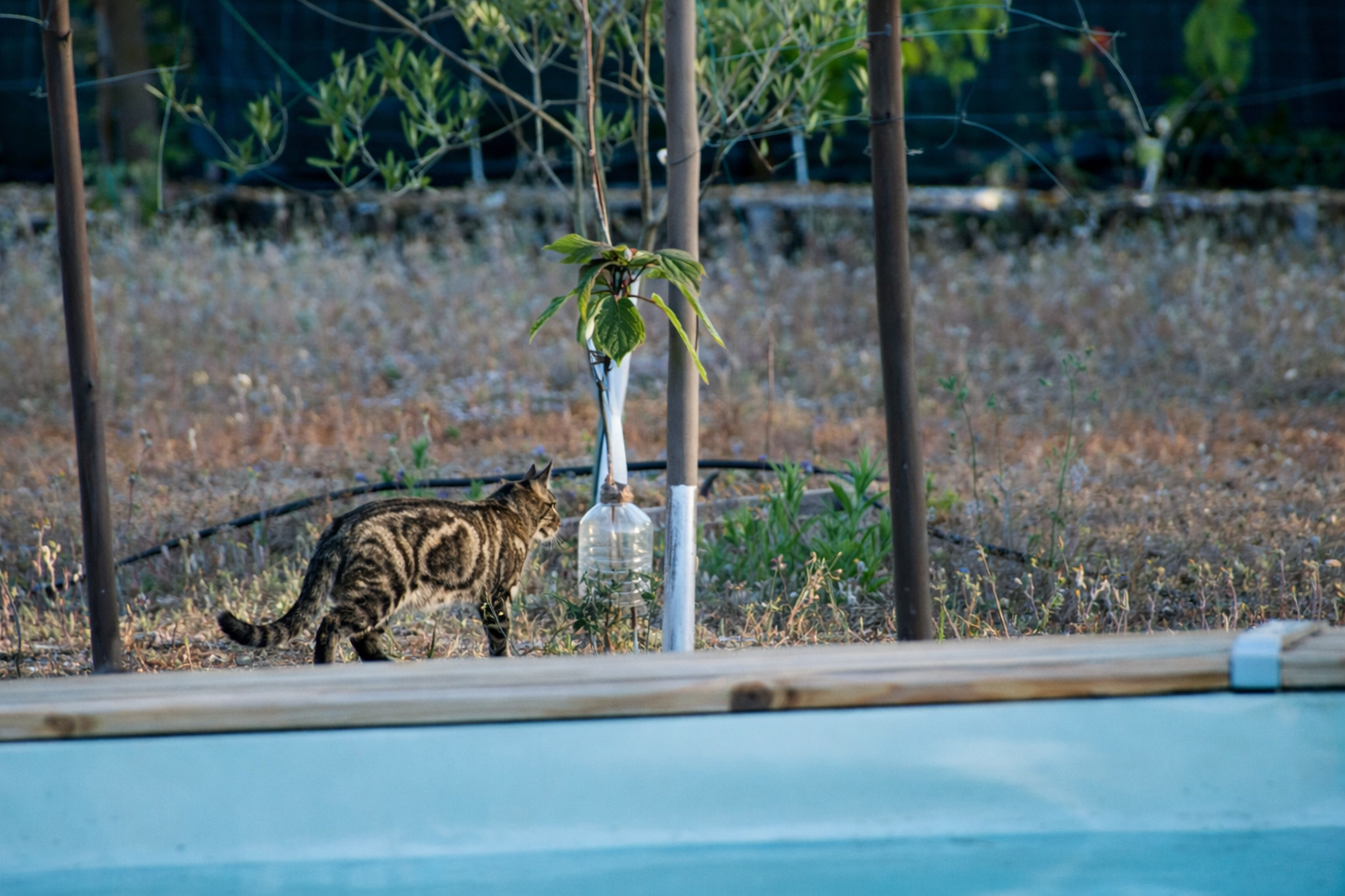 Gato tigrado e planta no jardim