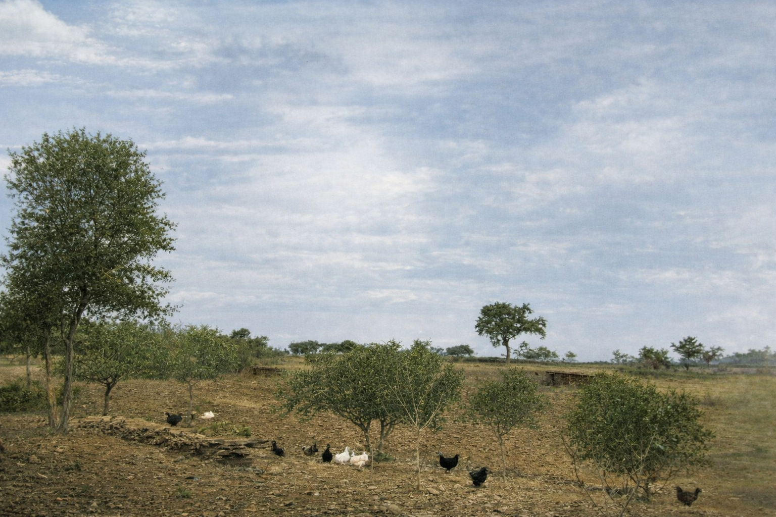 Paisagem rural com galinhas a forragear