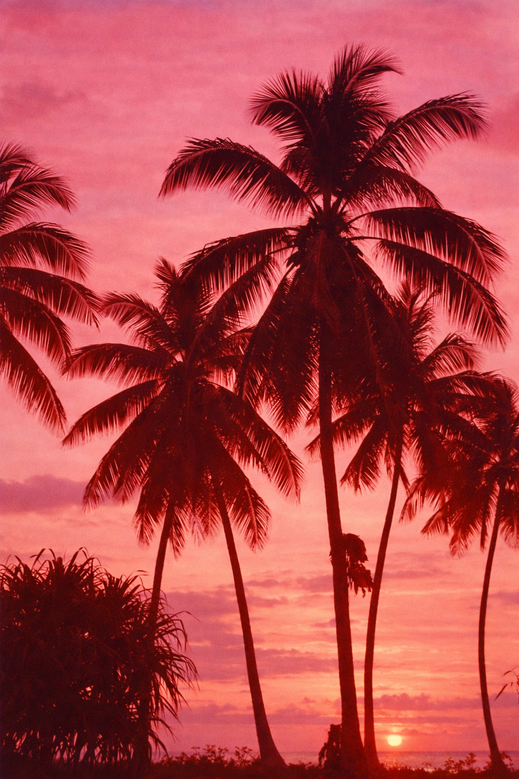 Pôr-do-sol tropical com palmeiras