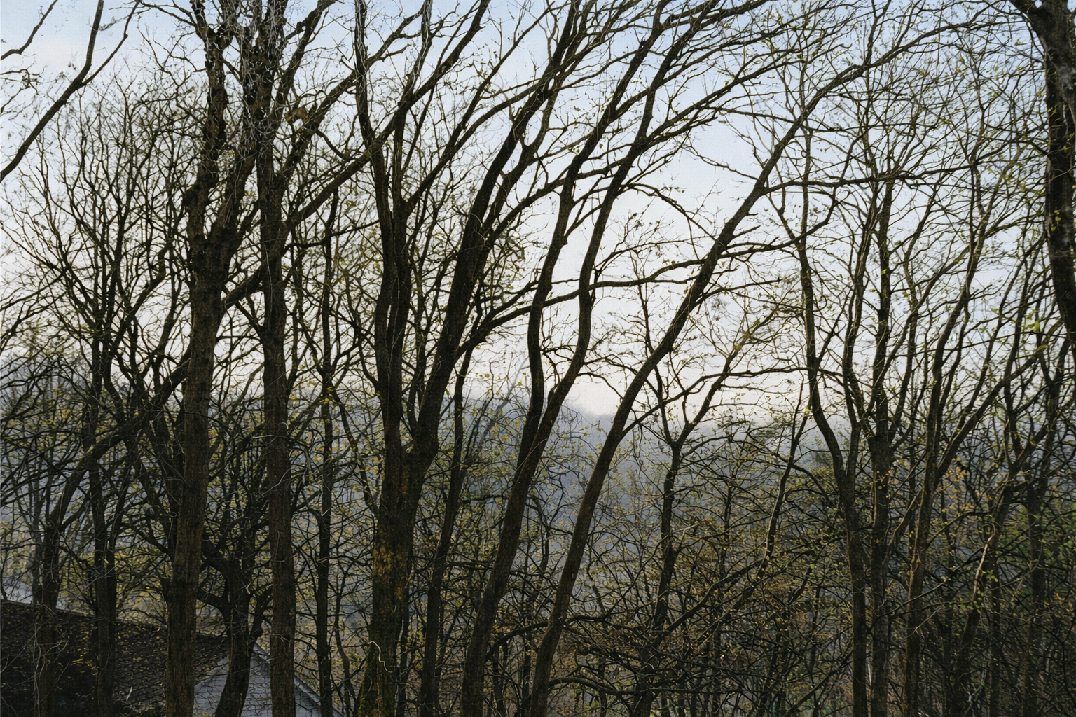 Bosque inverno com neblina suave