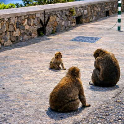 Macacos à beira-mar com visitantes humanos