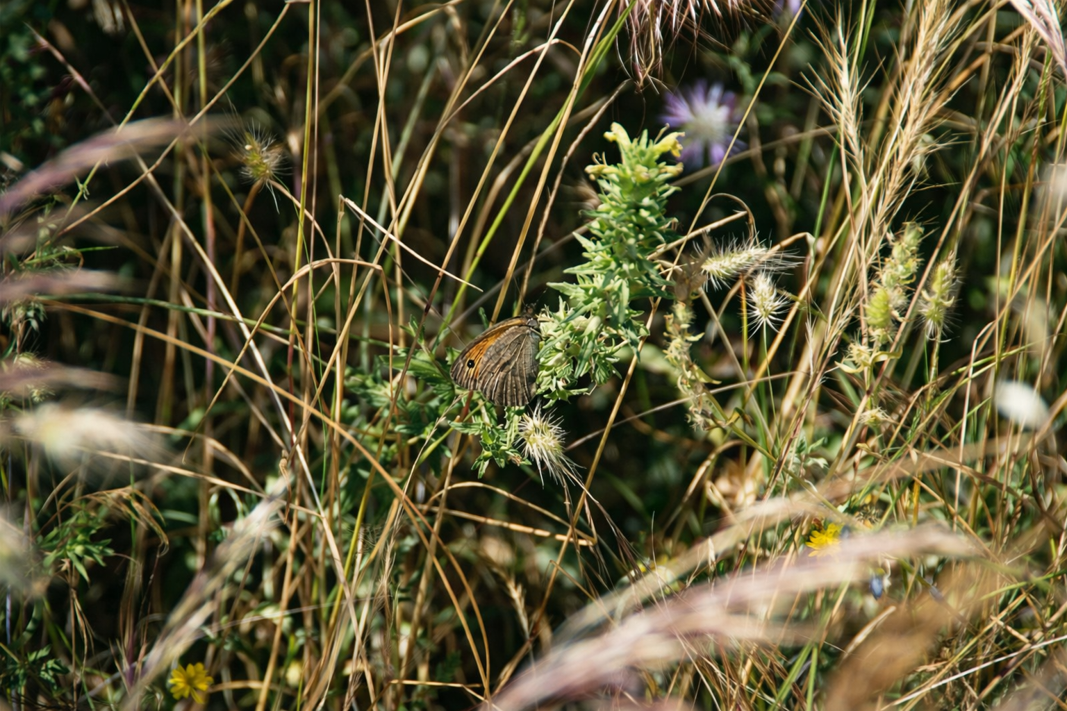 Borboleta-meadow brown entre a vegetação